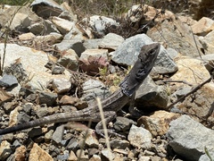 Chlamydosaurus kingii