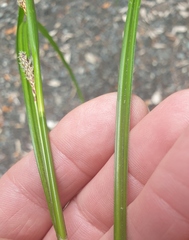 Carex forsteri