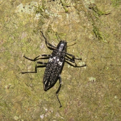 Homocyrtus dromedarius