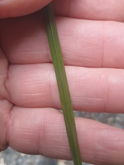 Carex forsteri