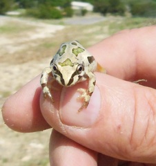 Pseudacris streckeri