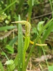Pterostylis montana