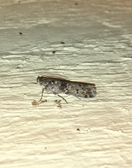 Ancylosis undulatella