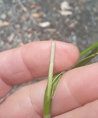 Carex forsteri