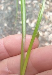 Carex forsteri