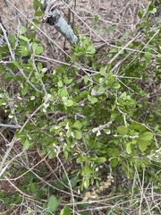 Schaefferia cuneifolia