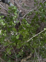 Schaefferia cuneifolia