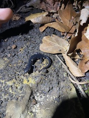 Plethodon albagula