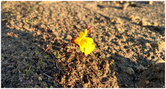 Erythranthe caespitosa