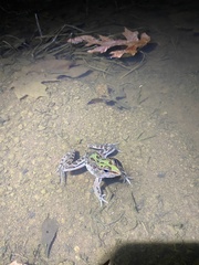 Lithobates sphenocephalus