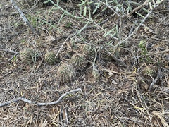Hamatocactus setispinus