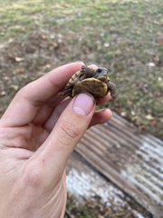Terrapene carolina