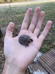 Terrapene carolina