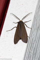 Ctenucha virginica