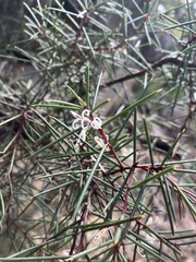 Hakea decurrens