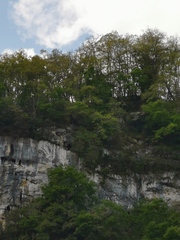 Neophron percnopterus