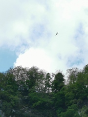 Neophron percnopterus