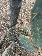 Hamatocactus setispinus