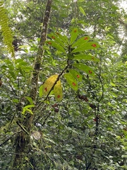Columnea