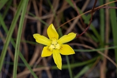 Moraea bituminosa