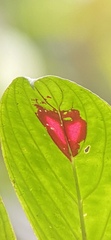 Columnea