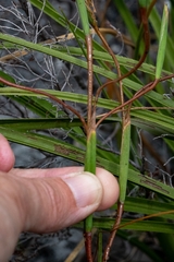Moraea bituminosa