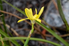 Moraea bituminosa