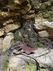 Lithobates palustris