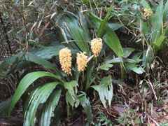 Calanthe speciosa