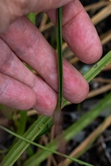 Moraea bituminosa