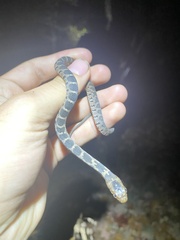 Nerodia erythrogaster