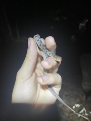 Nerodia erythrogaster
