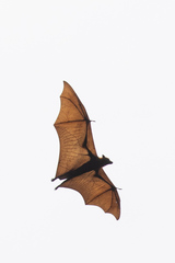 Pteropus vampyrus