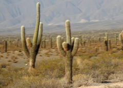 Trichocereus atacamensis
