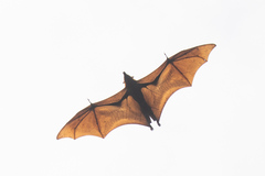 Pteropus vampyrus