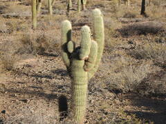 Trichocereus atacamensis