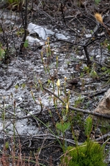 Moraea bituminosa