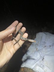 Nerodia erythrogaster