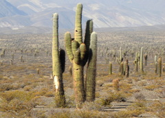 Trichocereus atacamensis