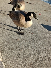Branta canadensis