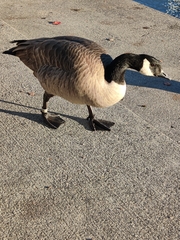 Branta canadensis