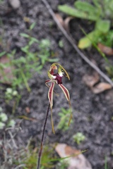 Caladenia parva