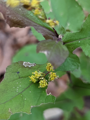 Image of Solidago auriculata by no rights reserved