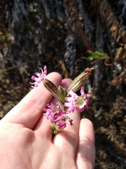 Silene scouleri scouleri