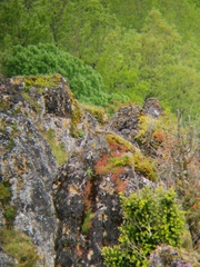 Monticola saxatilis