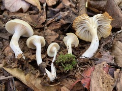 Media resource of Cuphophyllus borealis