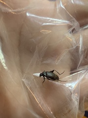 Penthe pimelia