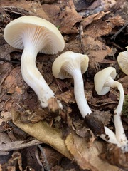 Cuphophyllus borealis