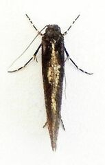 Elatobia