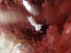 Aegires albopunctatus